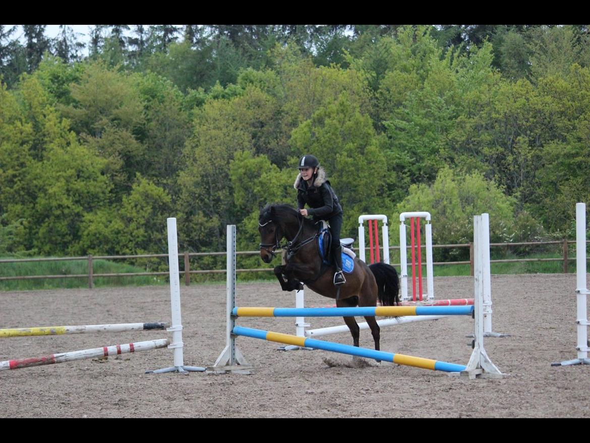 Anden særlig race Dior billede 16