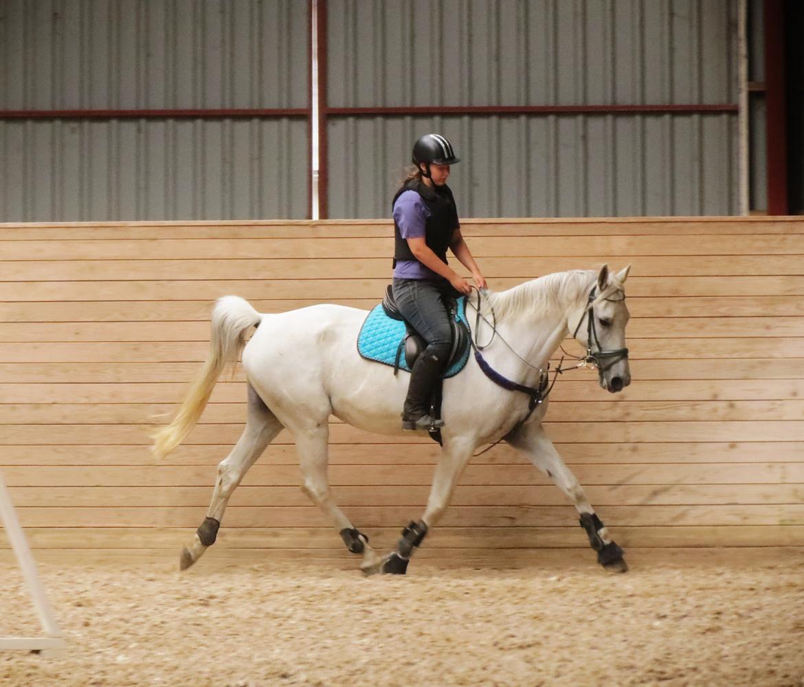 Anden særlig race Just My Luck (Lucky) - Sommer 2014 billede 22