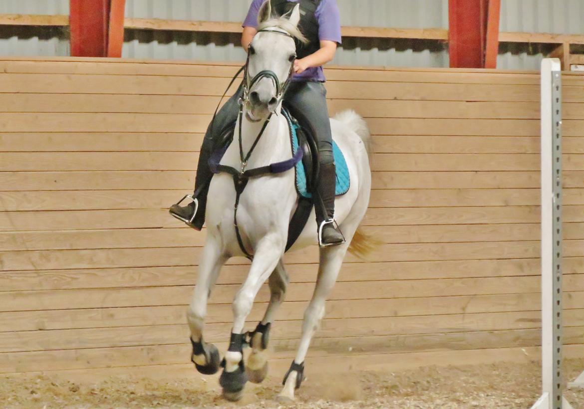 Anden særlig race Just My Luck (Lucky) - Sommer 2014 billede 21