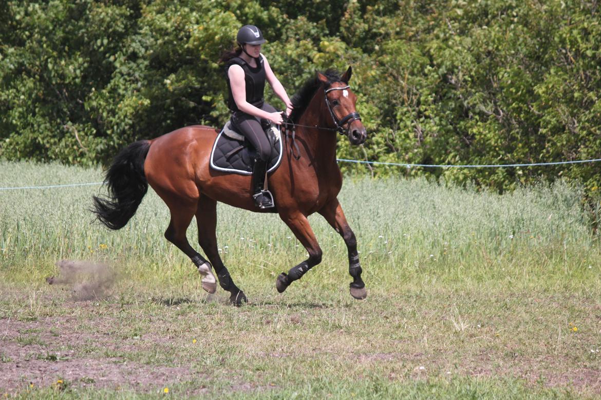 Hollandsk Varmblod Zetermo billede 3