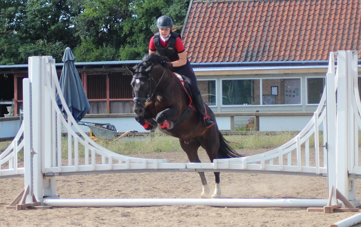 Welsh Cob (sec D) Dynamite Bogart - Over storebælt - Yndlingsspringet i NVR  ♥ billede 12