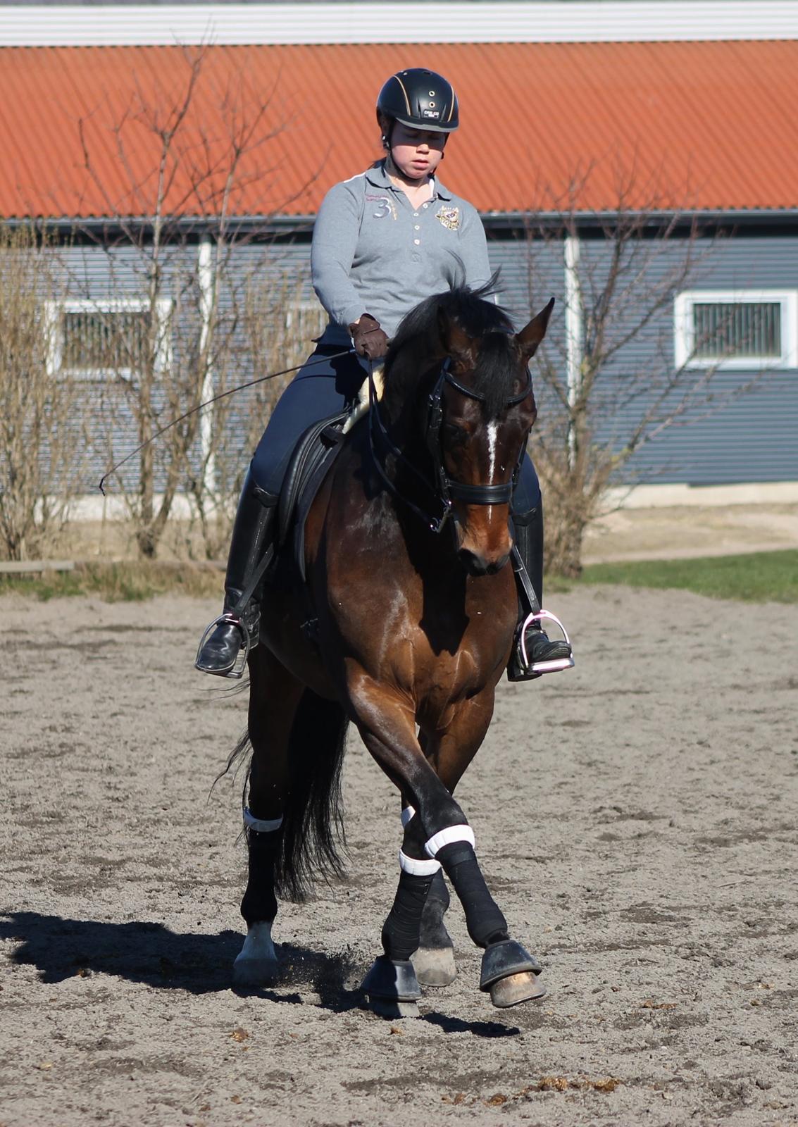 Dansk Varmblod Ganesh billede 9