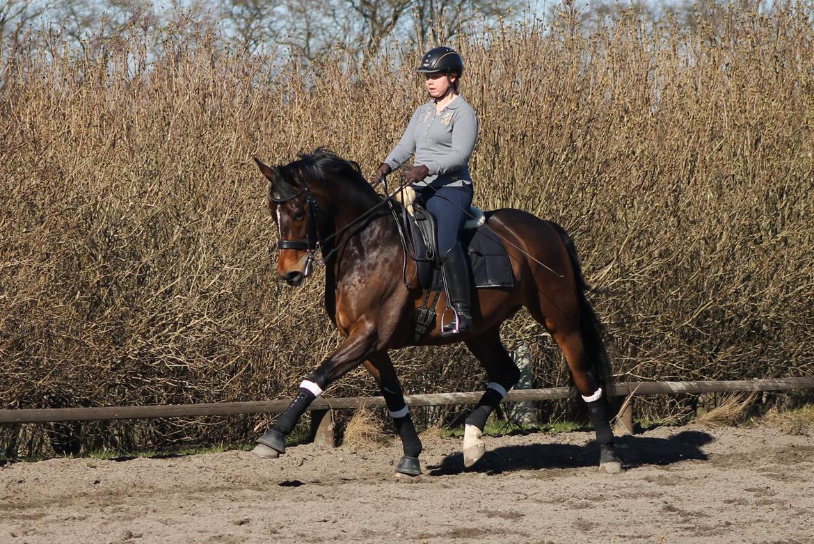 Dansk Varmblod Ganesh billede 1