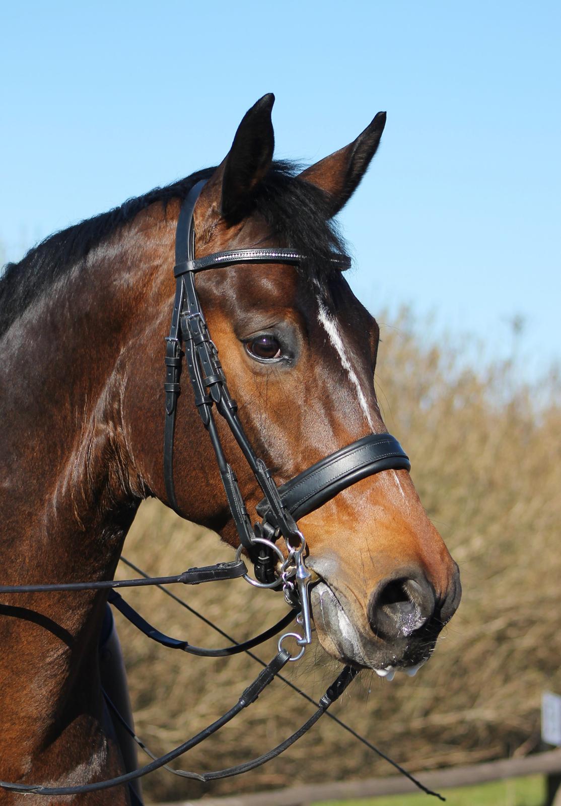 Dansk Varmblod Ganesh billede 10