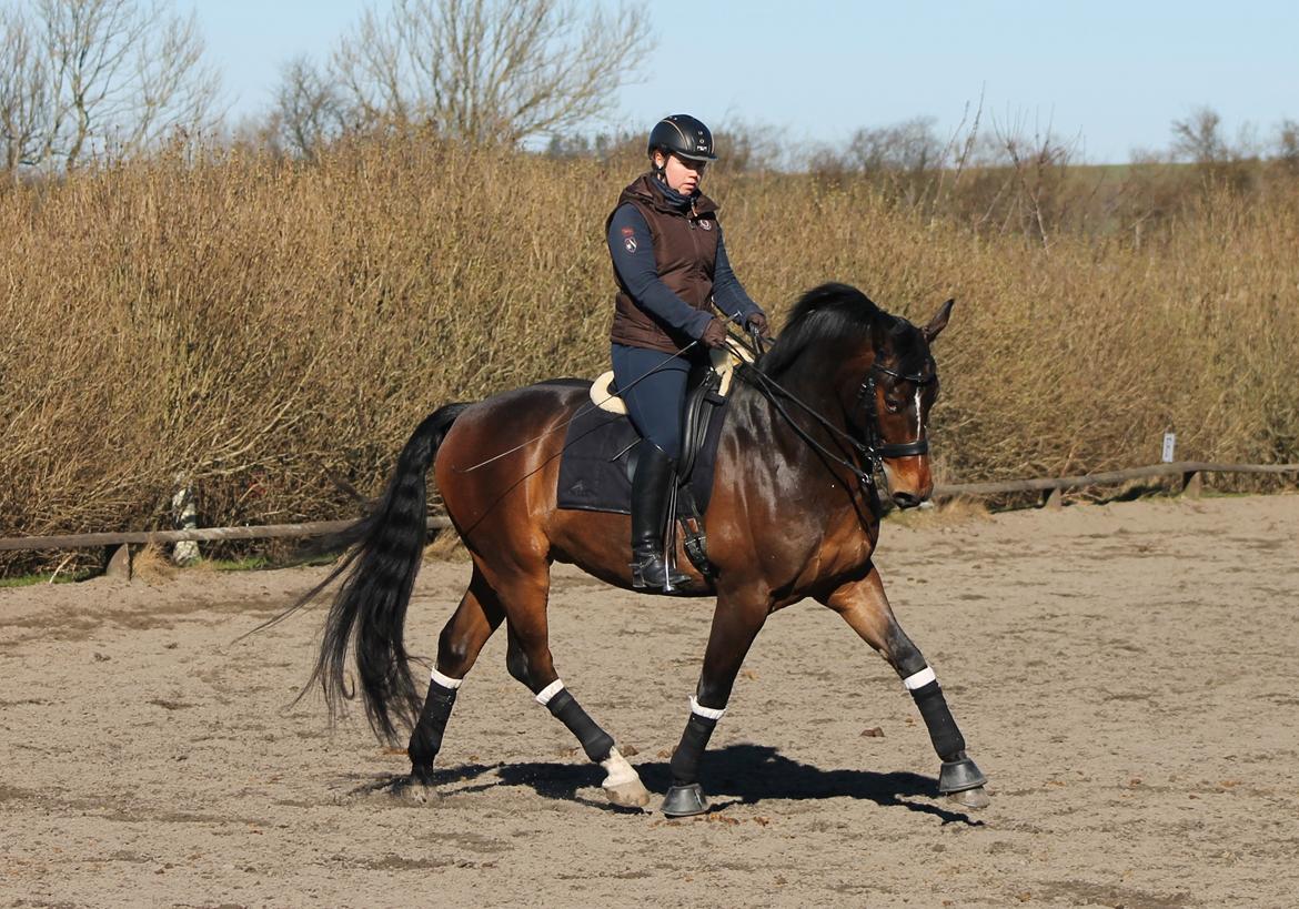 Dansk Varmblod Ganesh billede 8