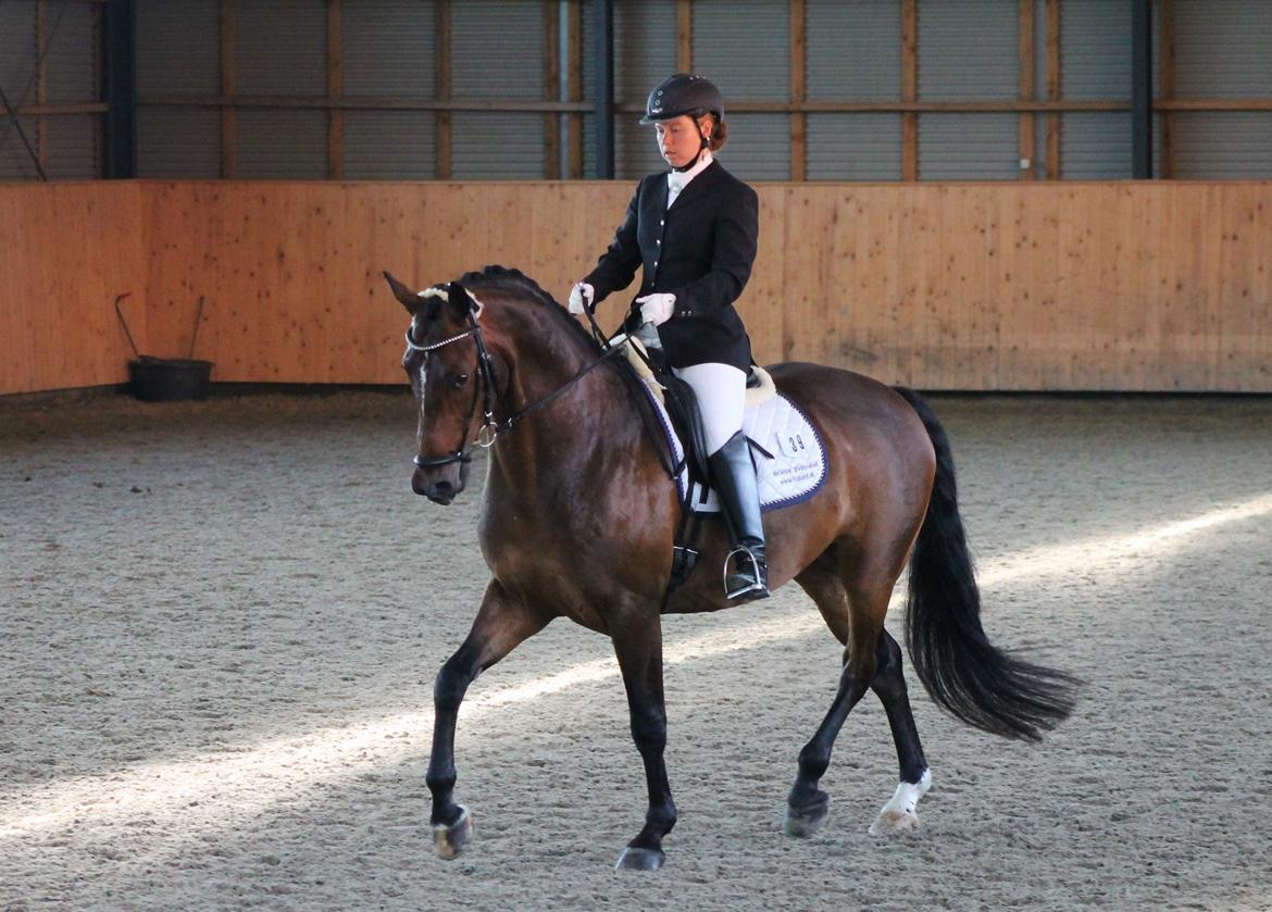 Dansk Varmblod Ganesh billede 13