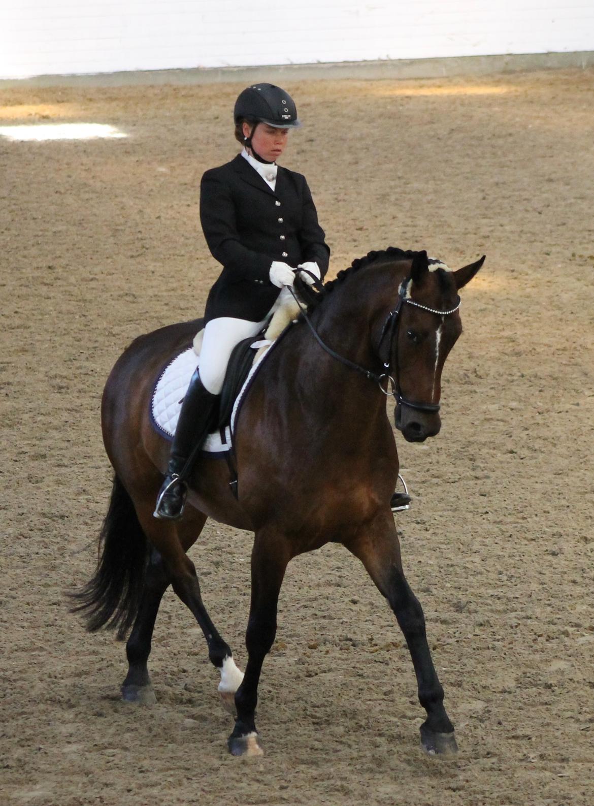 Dansk Varmblod Ganesh billede 14