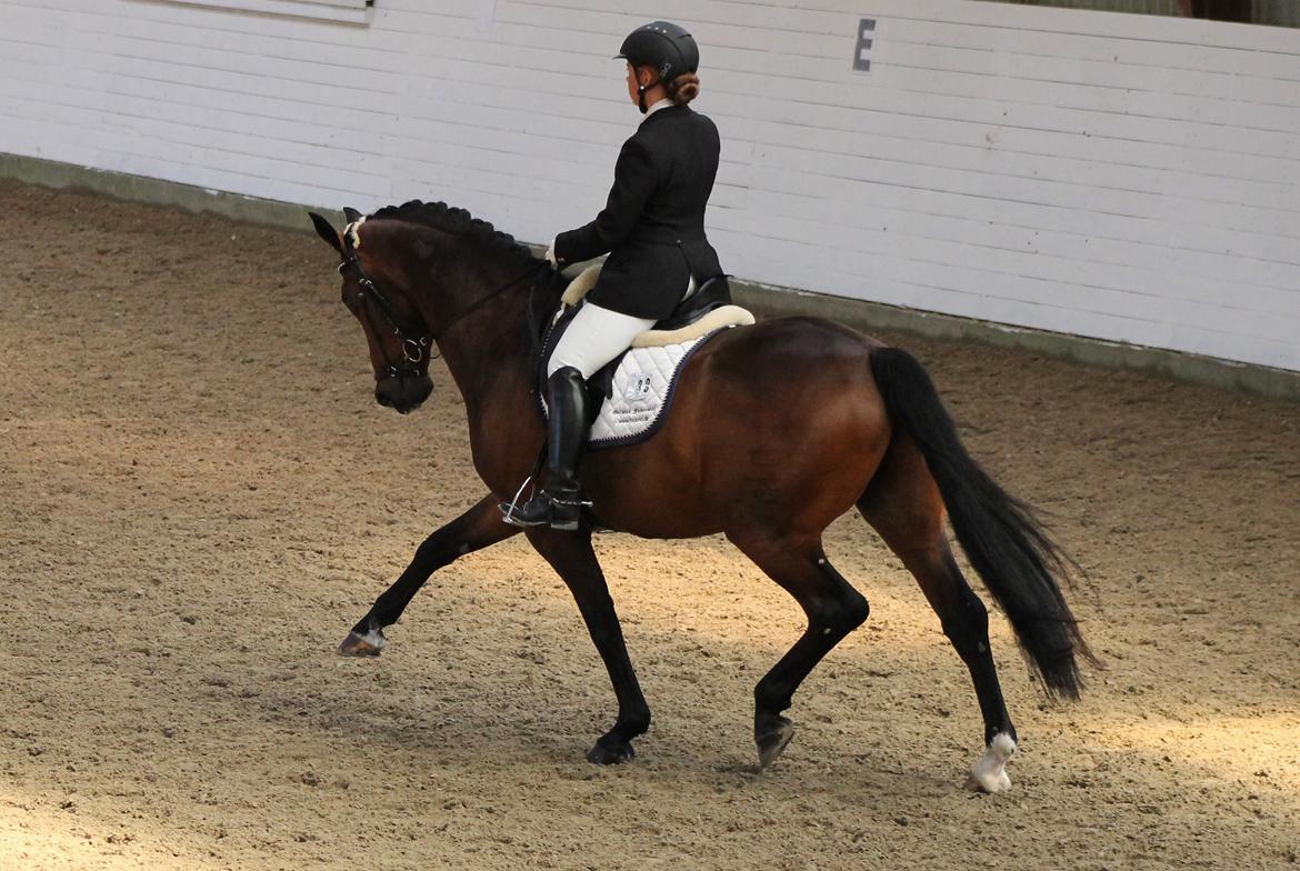 Dansk Varmblod Ganesh billede 16