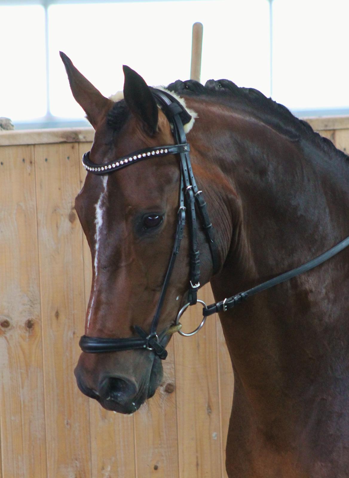 Dansk Varmblod Ganesh billede 11