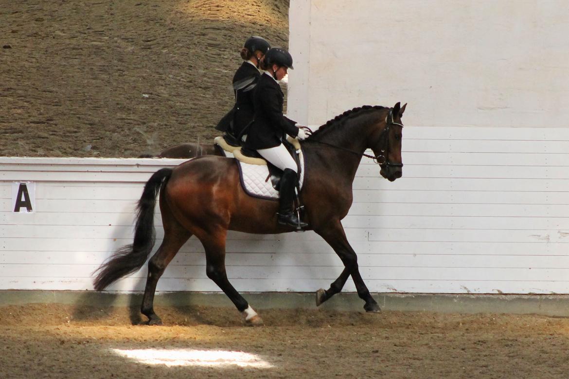 Dansk Varmblod Ganesh billede 18