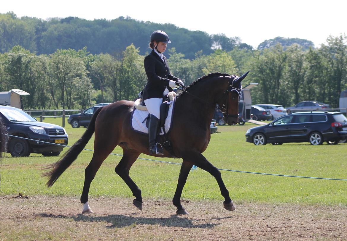 Dansk Varmblod Ganesh billede 19