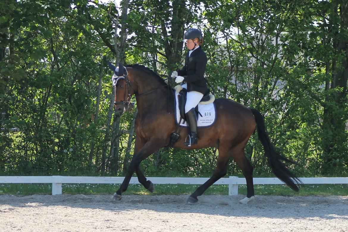 Dansk Varmblod Ganesh billede 20