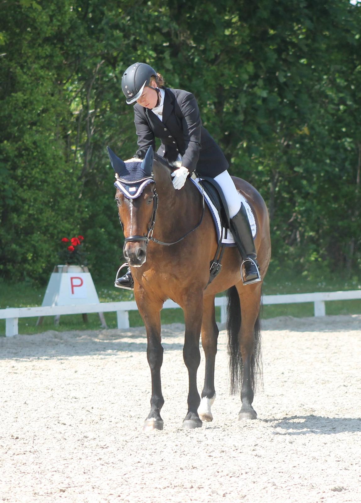 Dansk Varmblod Ganesh billede 17