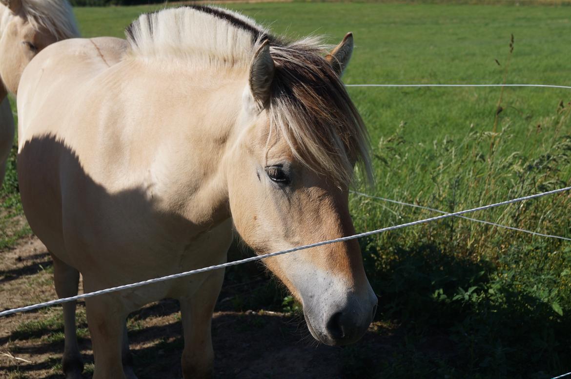 Fjordhest Højgaards Milo - 1/7 2014 billede 48