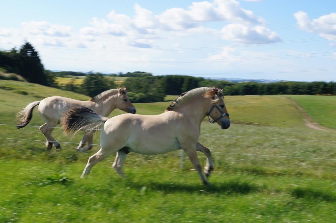 Fjordhest Højgaards Milo - 1/7 2014 billede 50