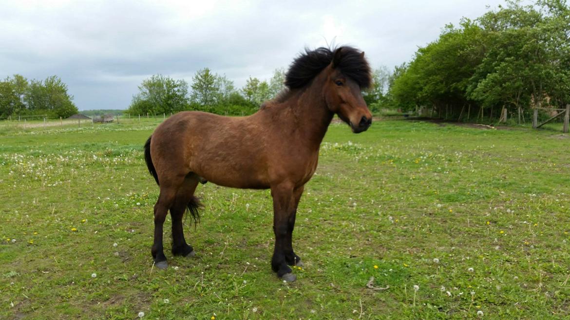 Islænder Tango fra védø billede 2