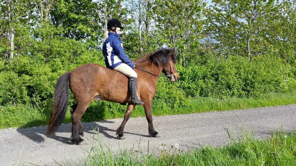 Islænder Tango fra védø billede 4