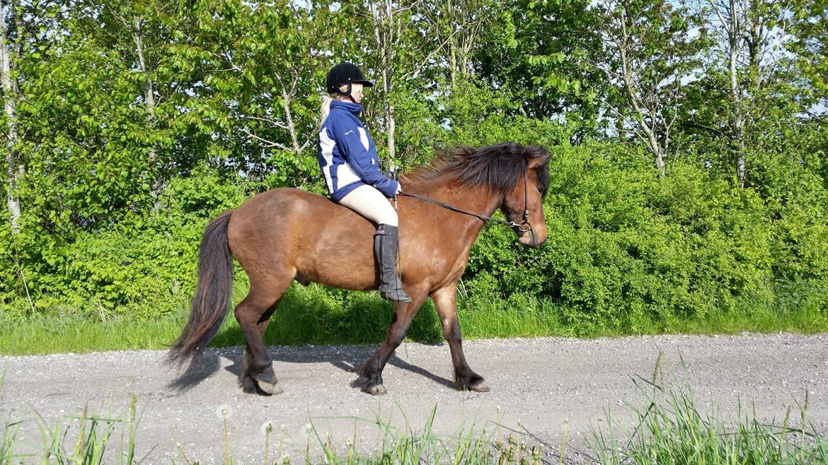 Islænder Tango fra védø billede 1