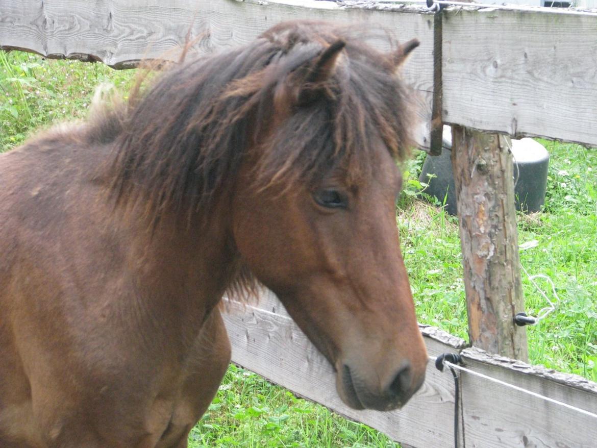 Islænder Tango fra védø billede 3