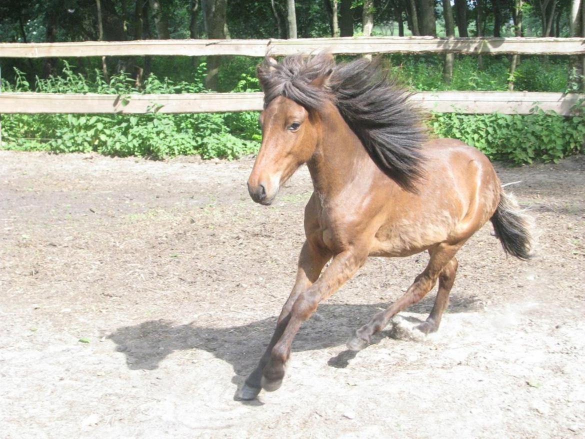 Islænder Tango fra védø billede 5