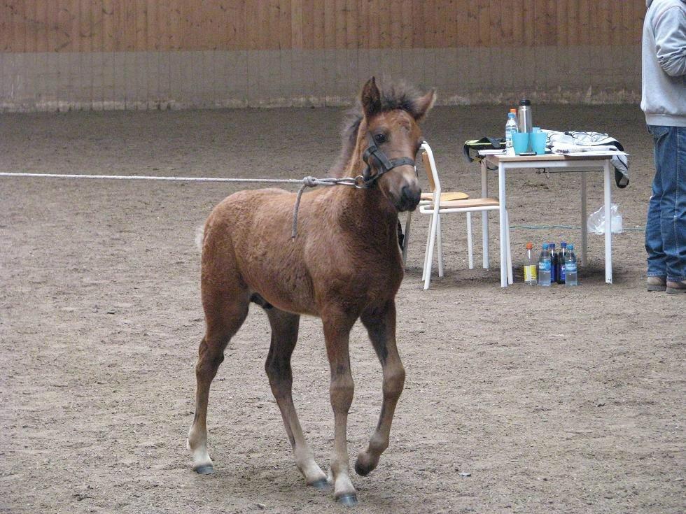 Islænder Tango fra védø billede 6
