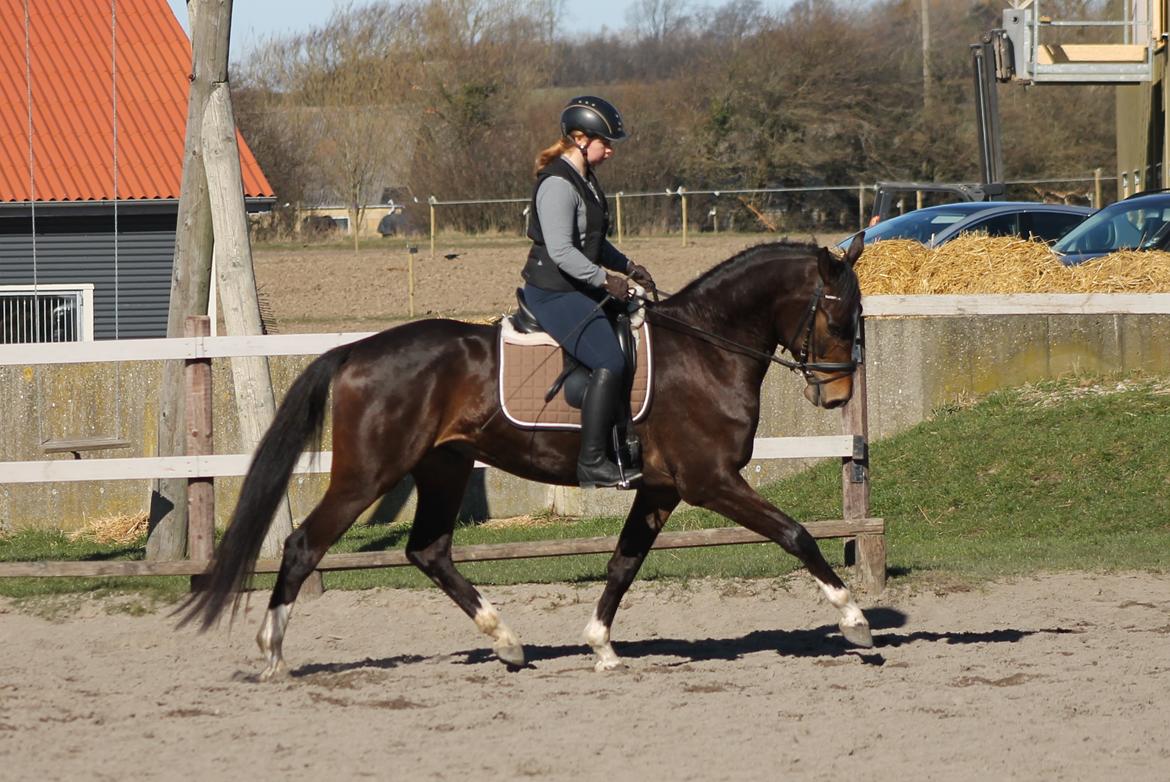 Dansk Varmblod Fight Hour billede 10