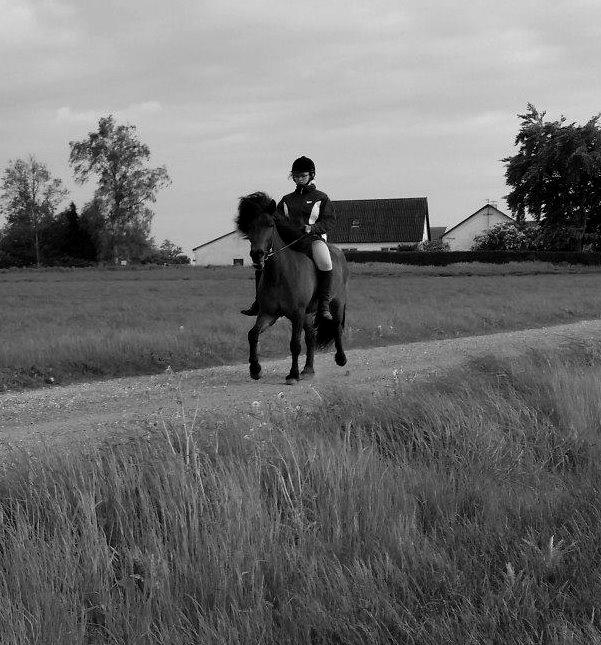 Islænder Tango fra védø billede 7