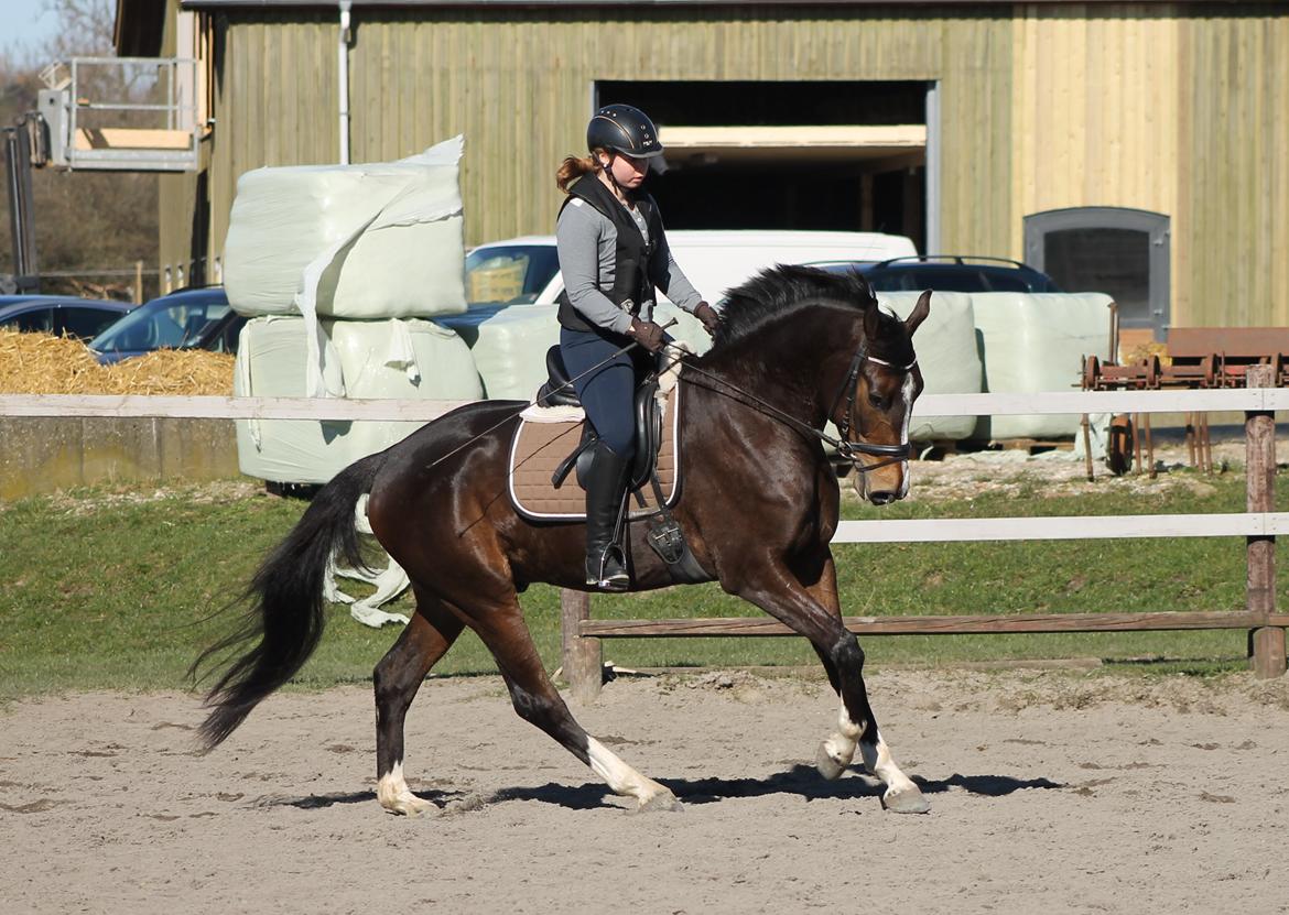 Dansk Varmblod Fight Hour billede 11