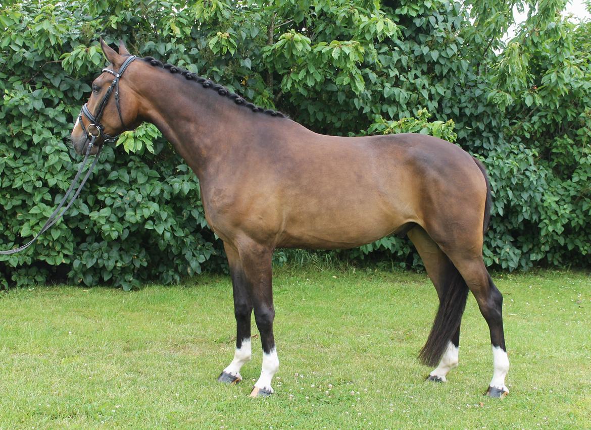 Dansk Varmblod Fight Hour billede 13