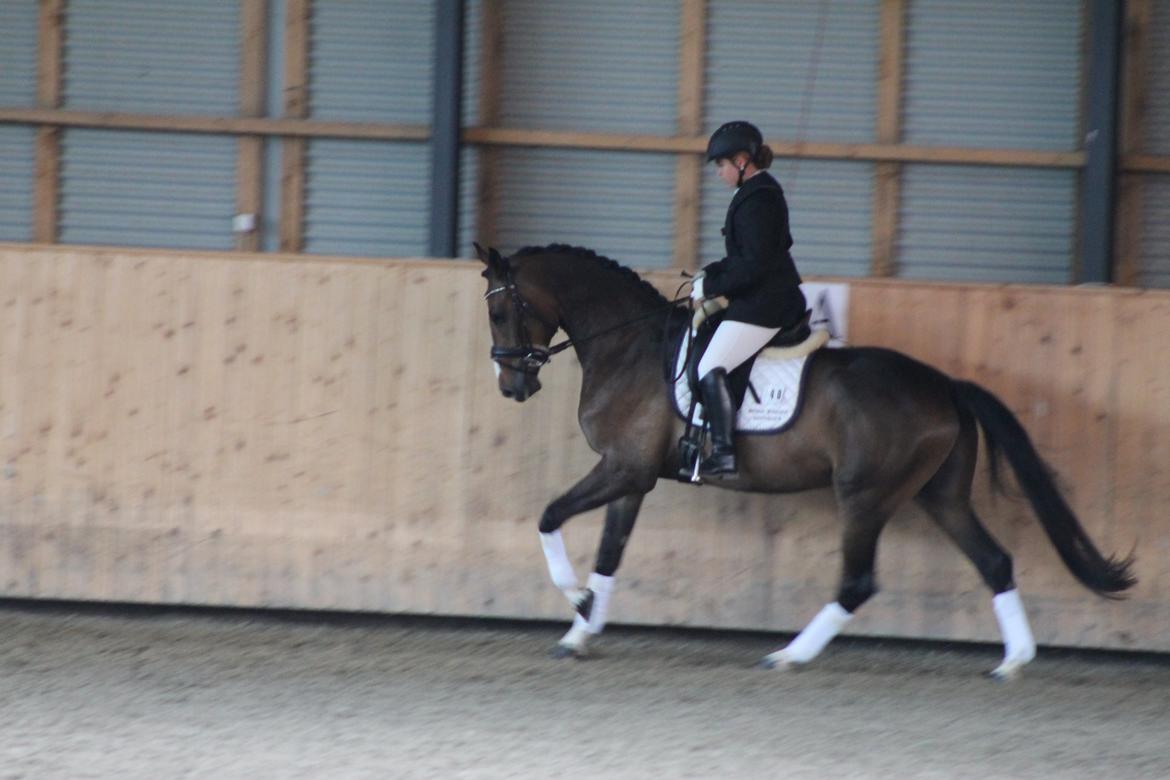 Dansk Varmblod Fight Hour billede 15