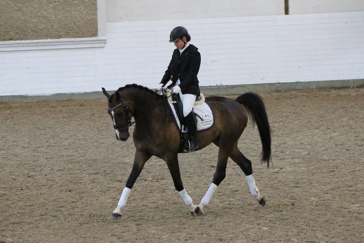 Dansk Varmblod Fight Hour billede 16