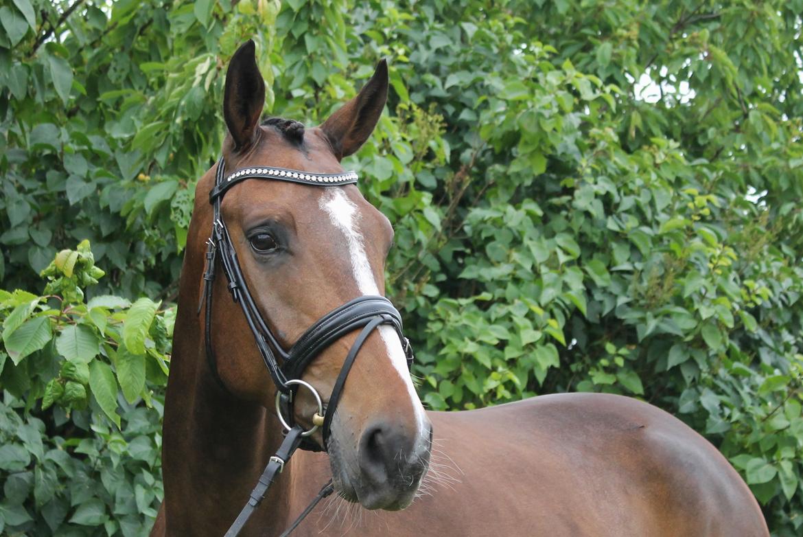 Dansk Varmblod Fight Hour - 4 år gammel billede 1