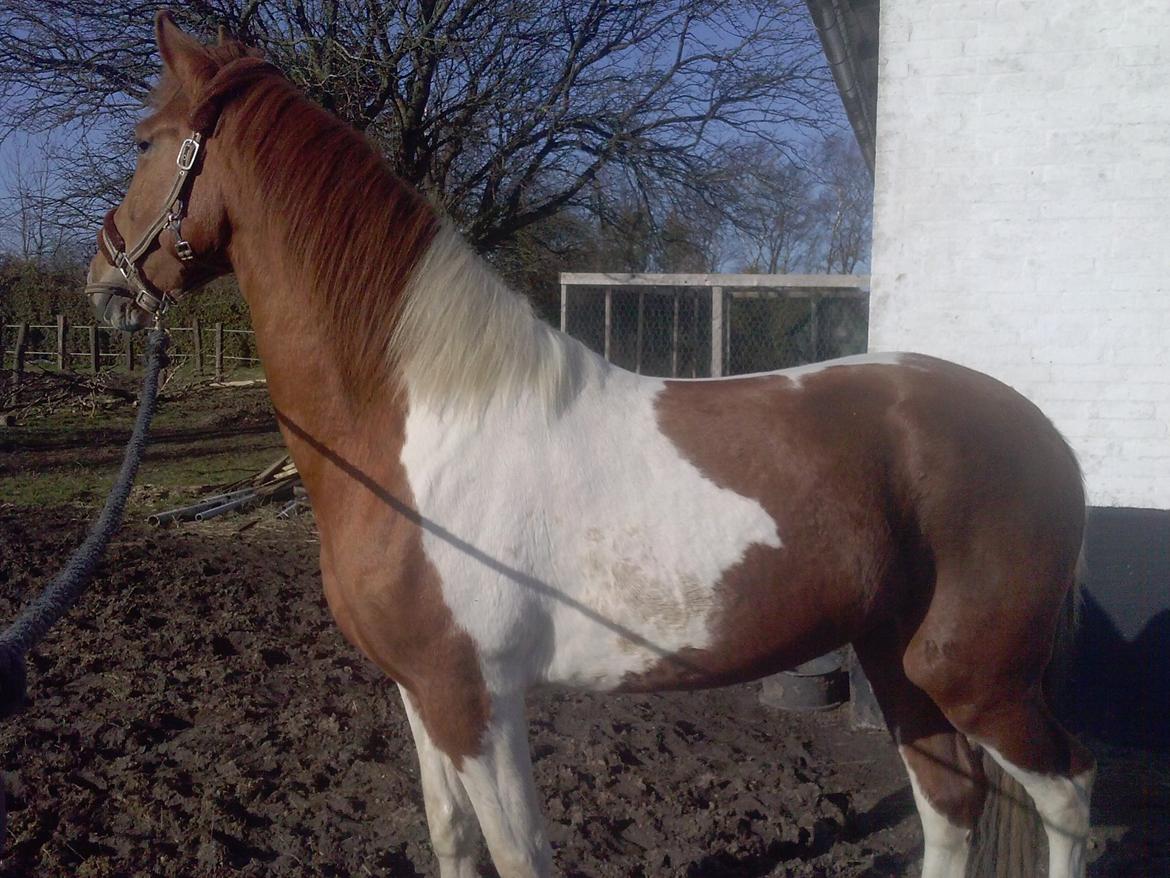 Pinto Moonlight billede 8