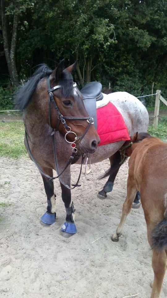 Anden særlig race Vestervangs Candy'floss billede 2