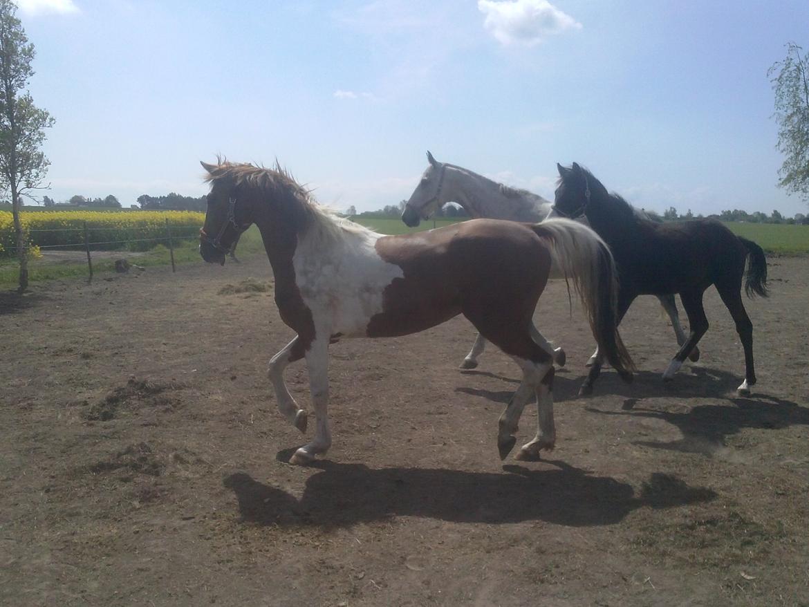 Pinto Moonlight billede 9