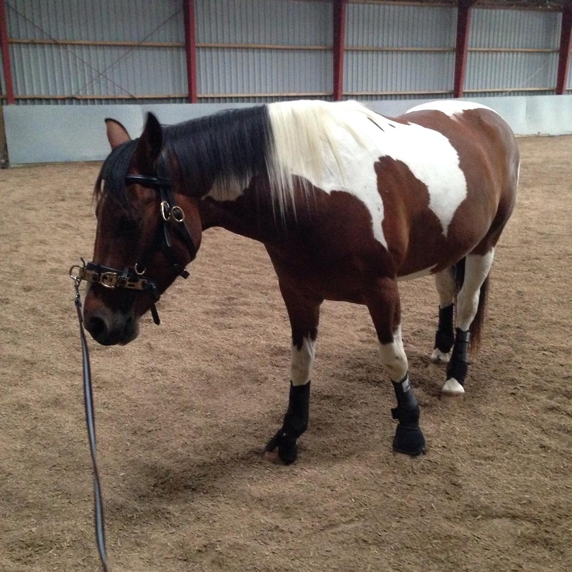 Pinto Check Me Out billede 29