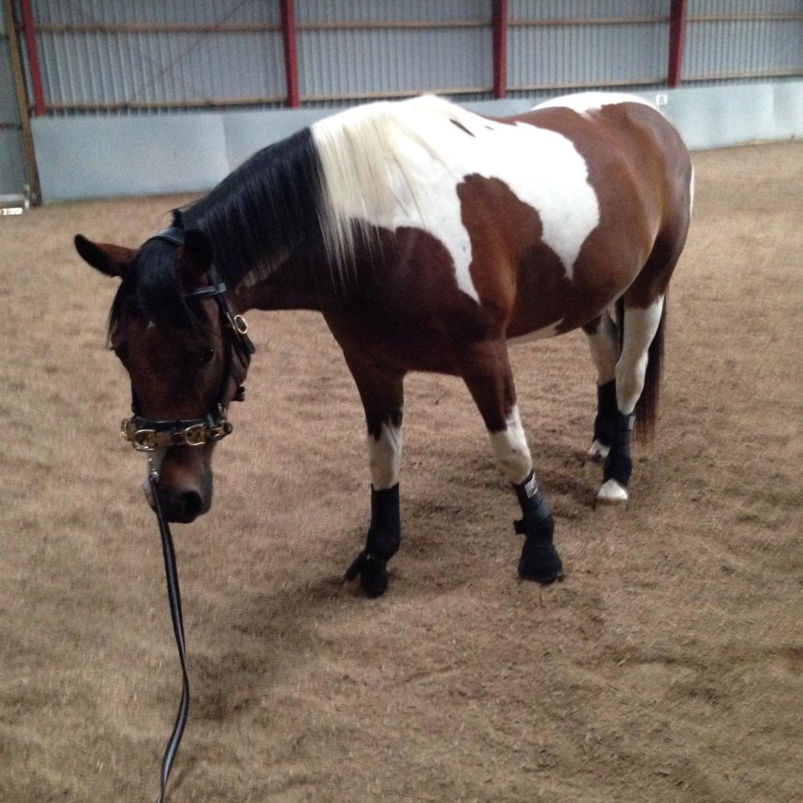 Pinto Check Me Out billede 30