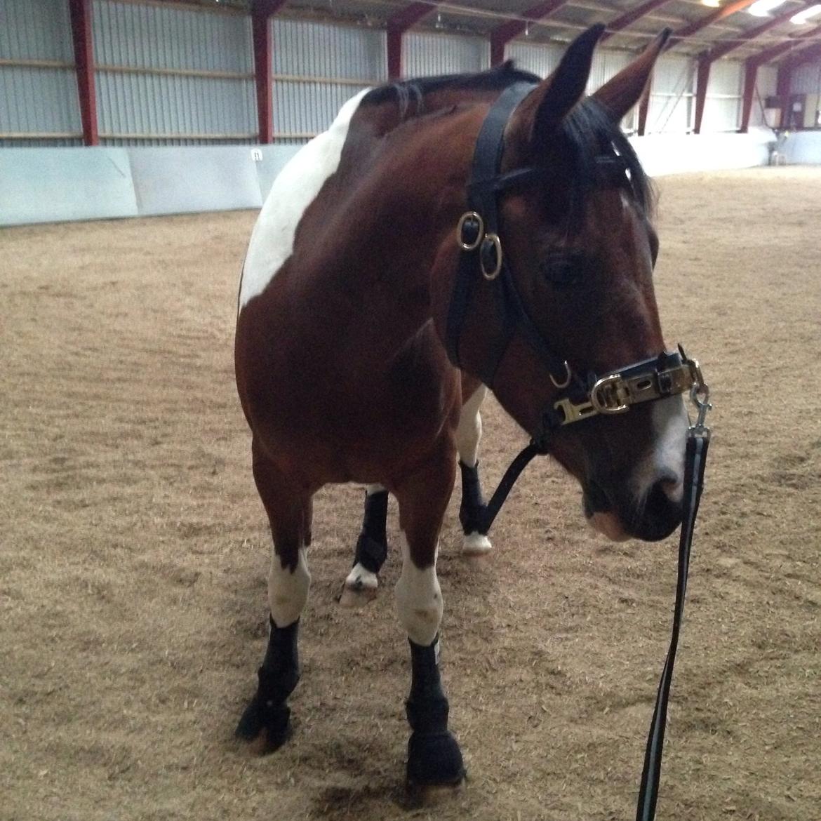 Pinto Check Me Out billede 33