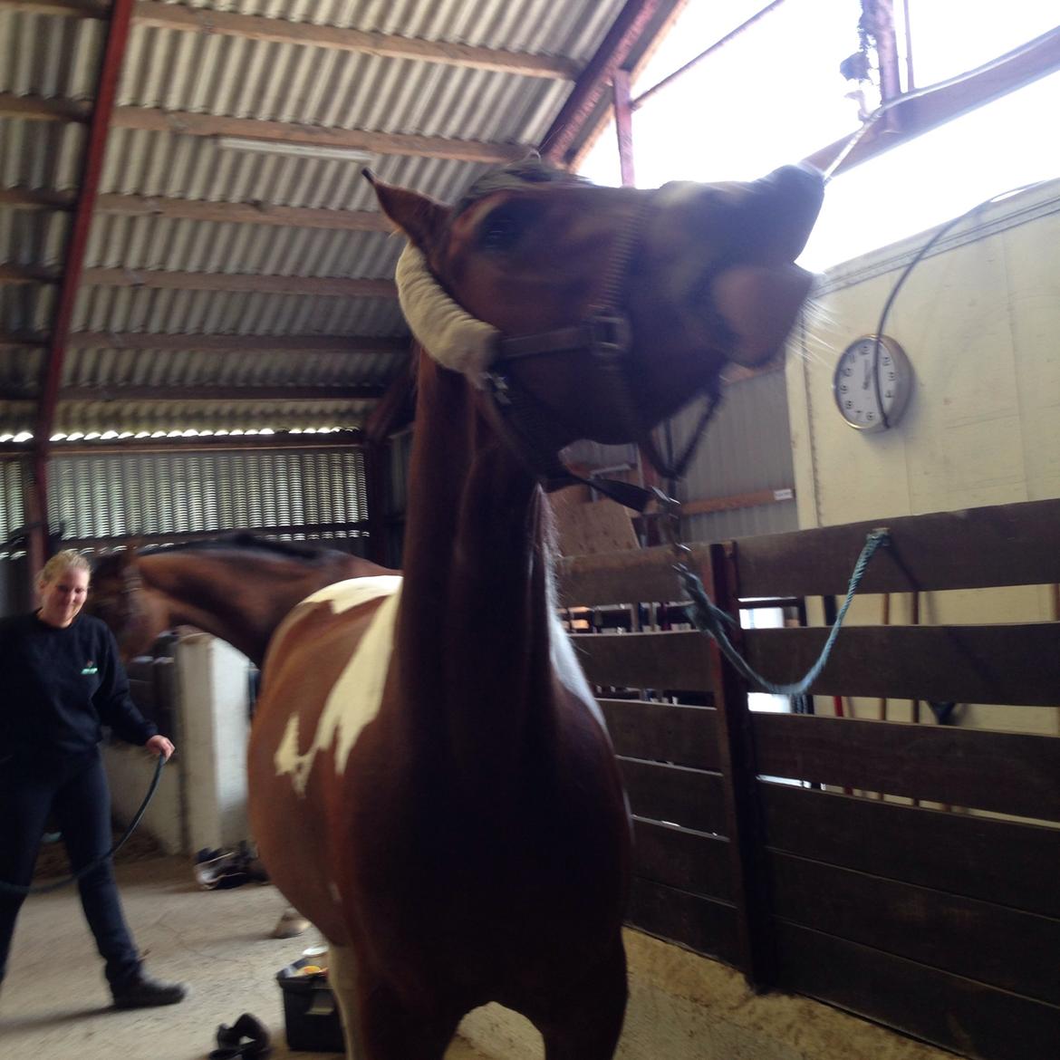 Pinto Check Me Out billede 34