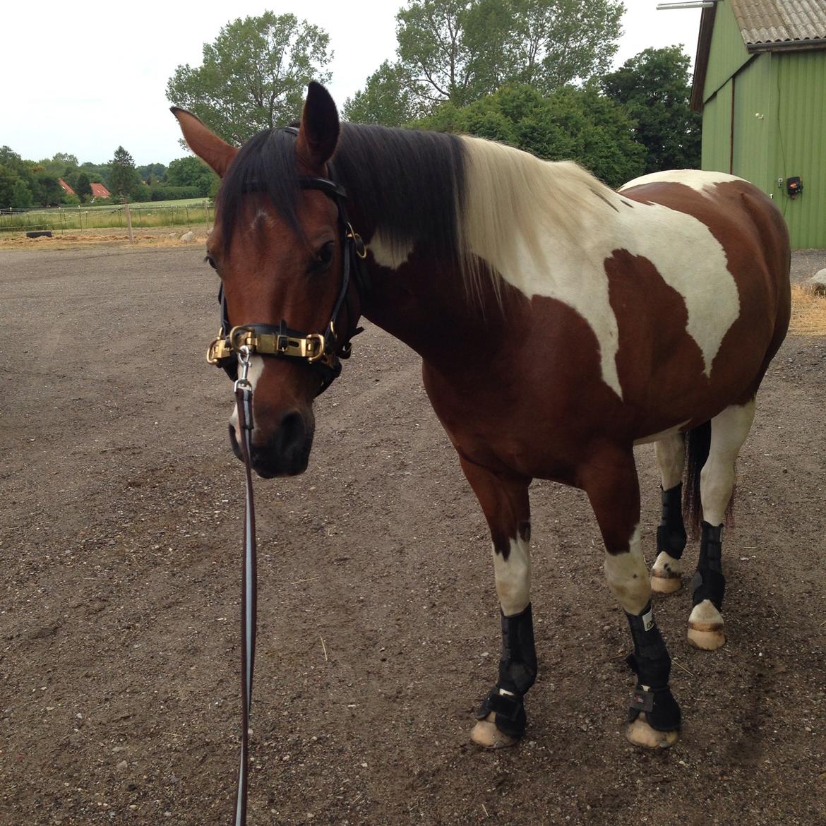 Pinto Check Me Out billede 35