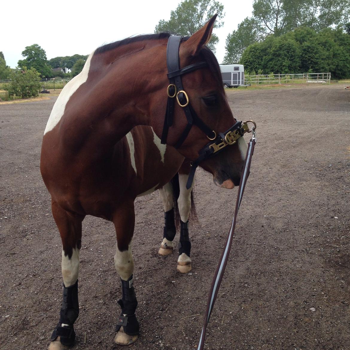 Pinto Check Me Out billede 36