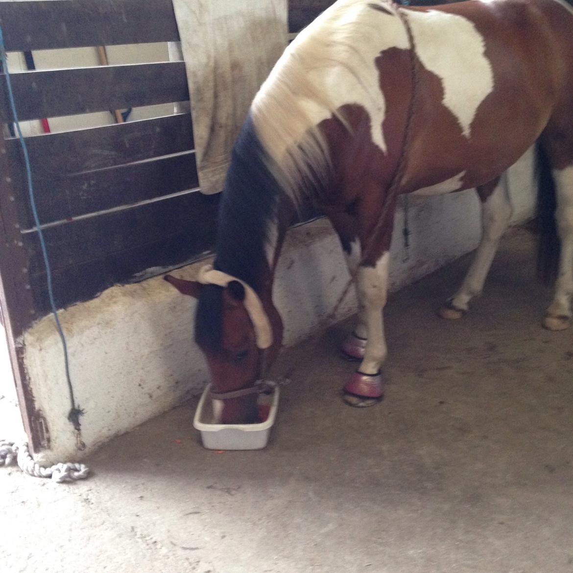 Pinto Check Me Out billede 37