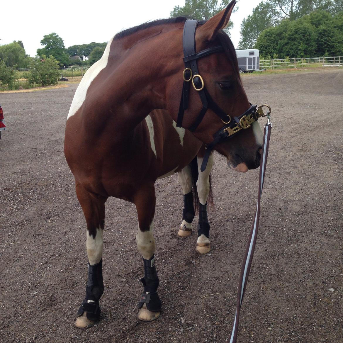 Pinto Check Me Out billede 38