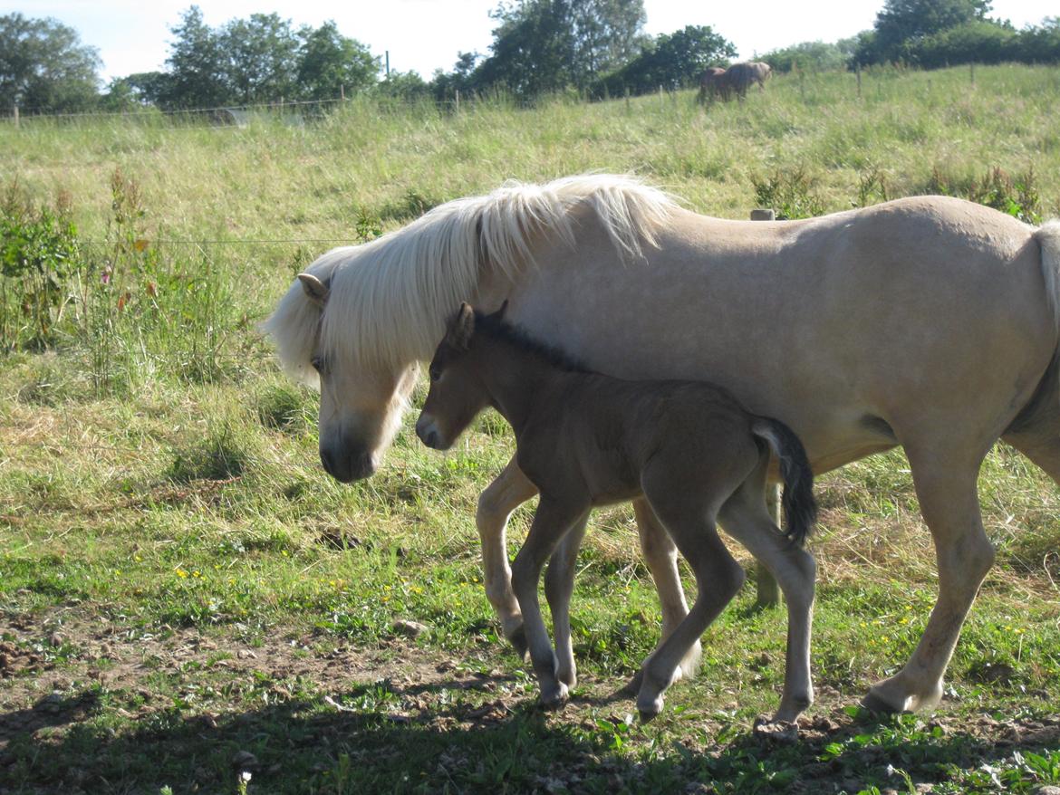 Islænder Sjúss fra Hvergi - Under 24 timer gammel billede 3