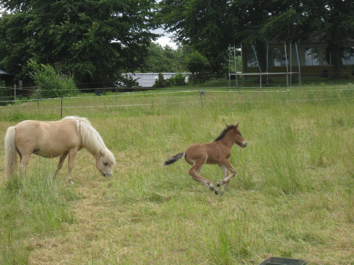Islænder Sjúss fra Hvergi - 3 dage gammel billede 4