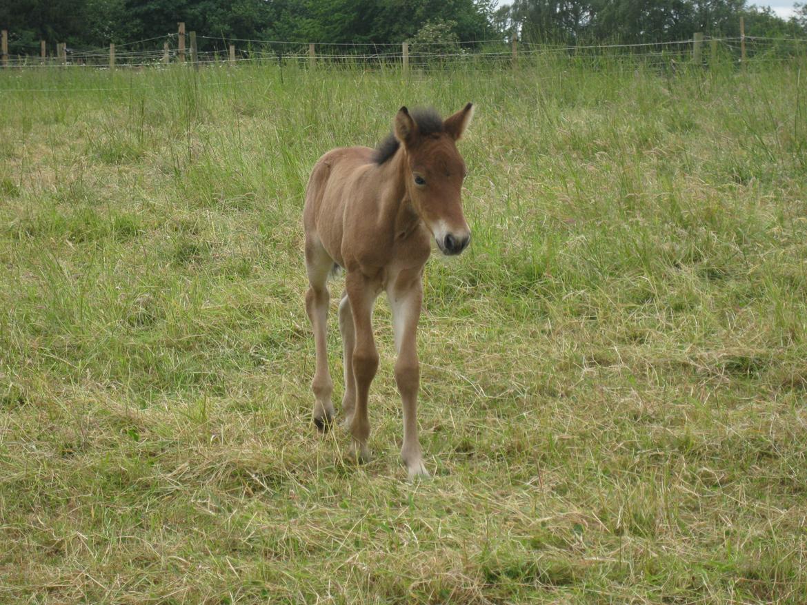 Islænder Sjúss fra Hvergi billede 5