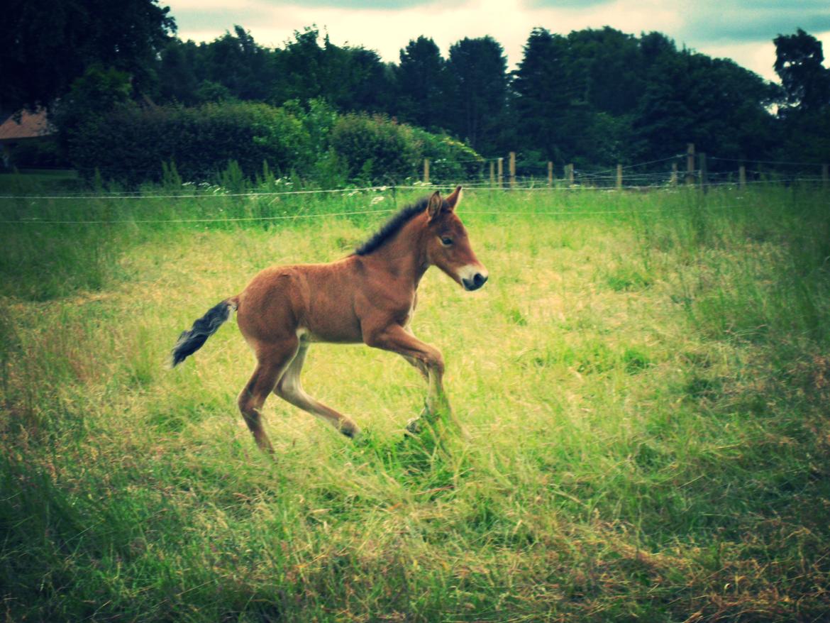 Islænder Sjúss fra Hvergi - 3 dage gammel billede 1