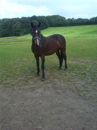 Connemara Limelight (Tidl part) billede 13