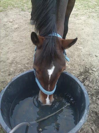 Connemara Limelight (Tidl part) billede 14