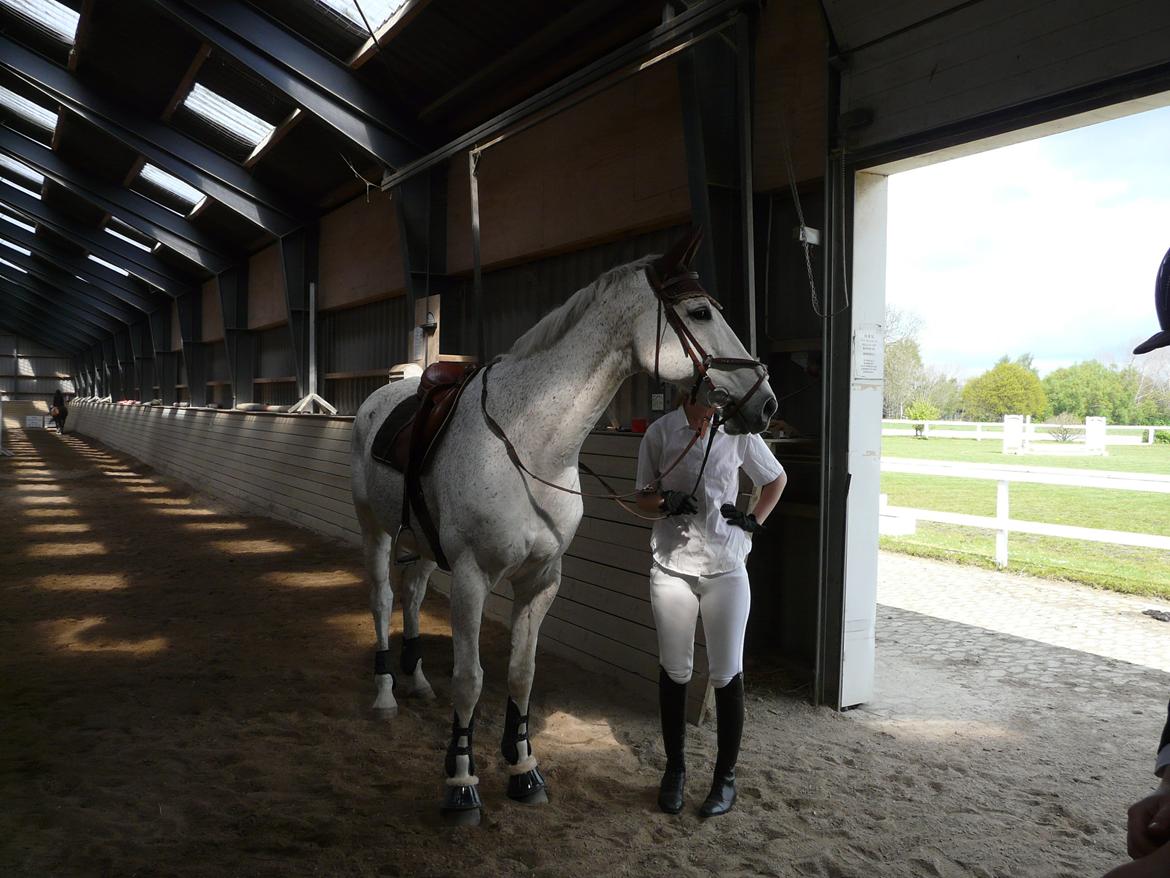 Holstener Cypresgårdens Marquis billede 12